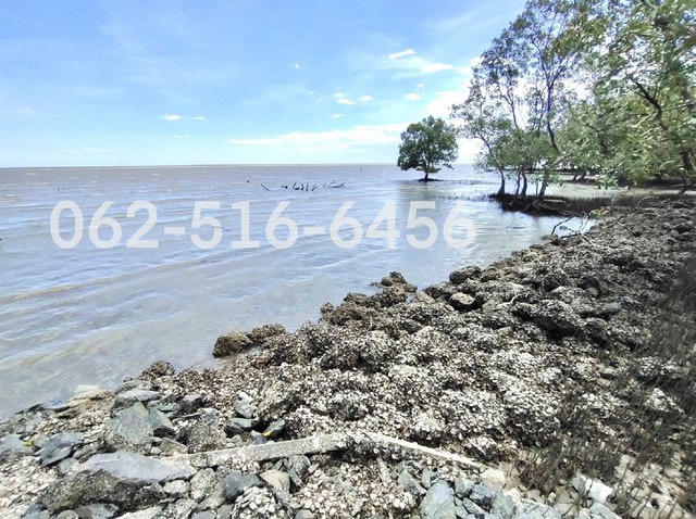 เป็นเจ้าของที่ดินติดทะเล 5 ไร่ ได้ในราคาไม่แพง แปลงสุดท้ายขายที่ดินติดทะเล 5 ไร่ครึ่ง ใกล้ร้านอาหารเคียงทะเล สมุทรสงครามติดถนนหน้ากว้าง 42 เมตรลึกประมาณ 200 เมตร เหมาะให้เช่าทำร้านอาหาร คาเฟ่ ที่ดินถมแล้วเสมอถนนขายถูกๆ เพียง 3.5 ล้าน/ไร่ ตกวาละ 8,500.-สนใจติดต่อ 062-516-6456Line: @kaiteedee#ที่ดินติดทะเล #ที่ดินสมุทรสงคราม #ที่ดินราคาถูก #ขายที่ดี