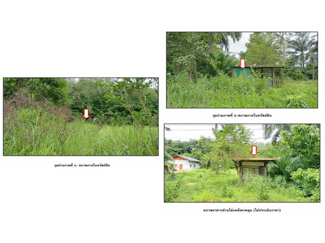 ขายที่ดิน  อำเภอท่าฉาง  จังหวัดสุราษฎร์ธานี เนื้อที่ 2 งาน