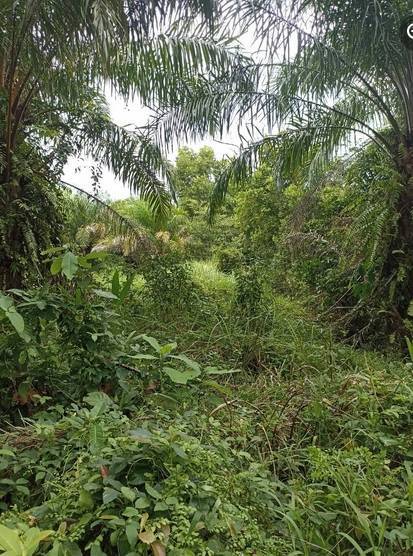 ขายที่ดินสวนปาล์ม ท่าศาลา1,200,000 บาทหมู่ที่5 ซอย บ้านกลาง ตำบลโพธิ์ทองเนื้อที่ 8 ไร่สอบถาม