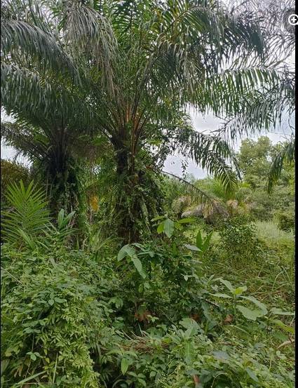 ขายที่ดินสวนปาล์ม ท่าศาลา 1,200,000 บาท  นครศรีธรรมราช