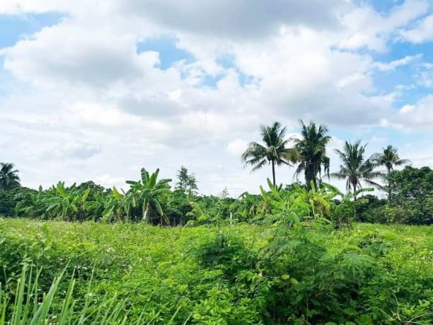 โซนท่าวังตาล ขายตรว.ละ 12,000 บาท 1 ไร่ 3 งาน 63 ตรว. สารภี ใกล้ถนนวงแหวน 2 กม. ที่ถมแล้ว มีถนน น้ำ ไฟฟ้า ปะปา พร้อม