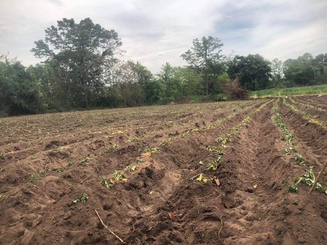 ขายสวนยาง ราคาต่ำกว่าประเมิน เนื้อที่ 107 ไร่ 3 งาน เมืองตา