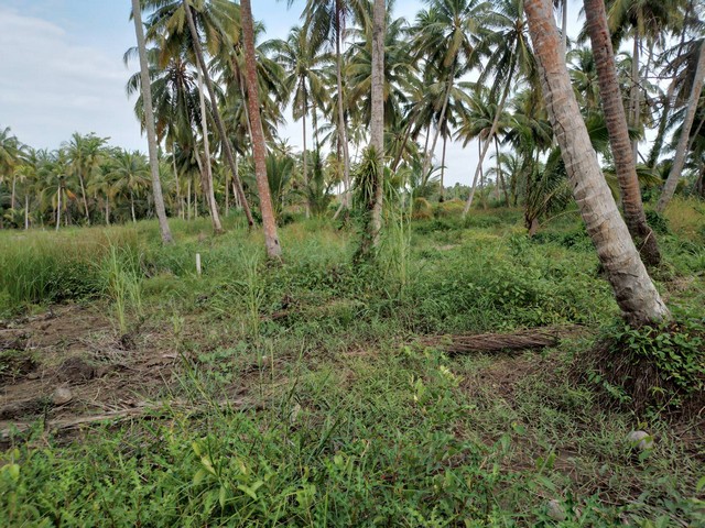 ขายที่ดินเปล่าA. ที่ริมน้ำวิวสวยมาก แม่น้ำพุนพิน 1 ไร่ 2 ไร่ไม่เปลี่ยว ไม่ไกล ต.ลีเล็ด พุนพิน 20 นาที จากเซ็นทรัล หรือตัวเมืองไร่ละ 1.6-1.7 ล้าน  ซื้อ 2 ไร่ลด 2 แสน**ที่รอแบ่งแปลงB. ที่แบ่งล็อคขาย ราคาไม่แพง 80 ตารางวา ขึ้นไปสถานที่ใกล้เคียง- ใกล้วัดบางใหญ่- 15 นาทีจากตัวเมือง- 20 นาทีจาก เซ็นทรัล- 22 นาที จากบิ๊กซี - 9 นาที จากสี่แยกบางใบไม้ พิกัด ถนนวัดบางใหญ่ ต.ลีเล็ด อ.พุนพิน 