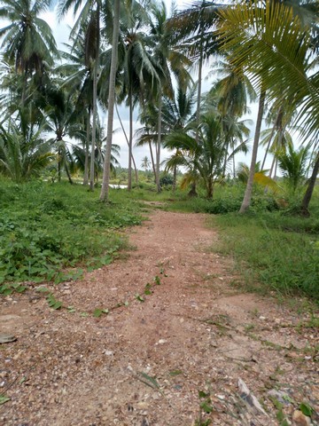 ขายที่ดินเปล่า ราคาไร่ละ 1.6 บาท อ.พุนพิน จ.สุราษฏร์