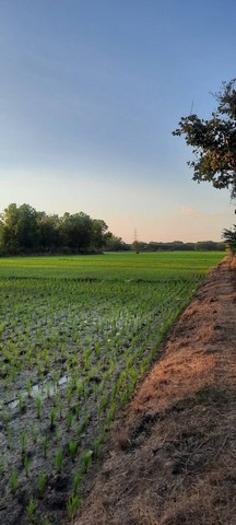 ขายที่ดินเปล่า 9-0-32 ไร่  แปลงสี่เหลี่ยมขนาดใหญ่ ต.เวียงยอง อ.เมืองลำพูน  จ.ลำพูน ราคาพิเศษ