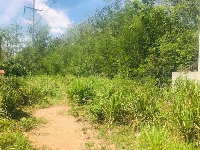 ขายที่ดินสวย 1-1-99 ไร่  ทำเลดี ติดถนนสายเอเซียขาออก  บางปะหัน  อยุธยา   ZW454