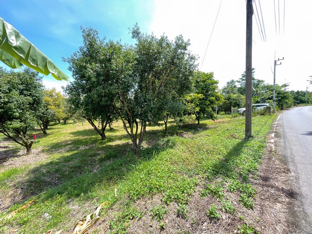 เปิดขายสวนผลไม้ ติดถนนลาดยาง วิวเขา ใกล้คลองใหญ่ บ้านนา นครนายก