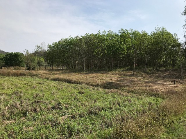 ที่ดิน ที่ดิน บ้านนาค้อ ปากชม จ.เลย  43 SQ.WA 3 Ngan 7 Rai 1200000 บาท ใกล้ อยู่บ้านนาค้อ ห่างจากถนนทางหลวงสายปากชม-บ้านธาตุ ไม่ถึง 100 เมตร (ทางหลวงหมายเลข 2108) สนั่นวงการ