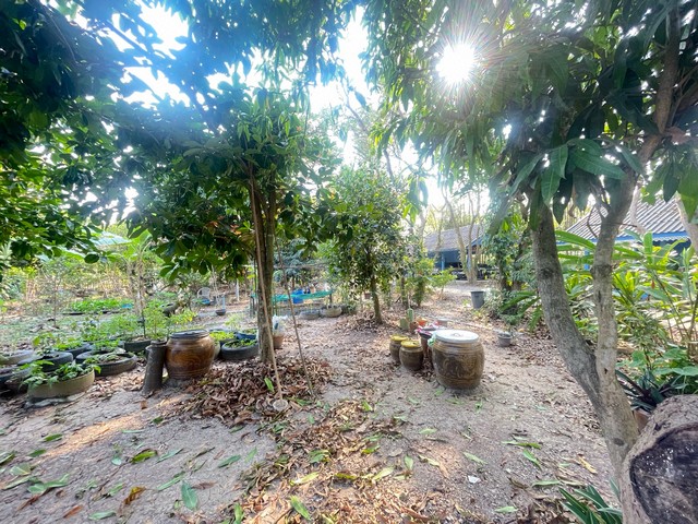 เปิดขายบ้านสวนไม้พยุง ไม้สัก ผลไม้ บ้านนา นครนายก ขนาด16-3-23 ไร่