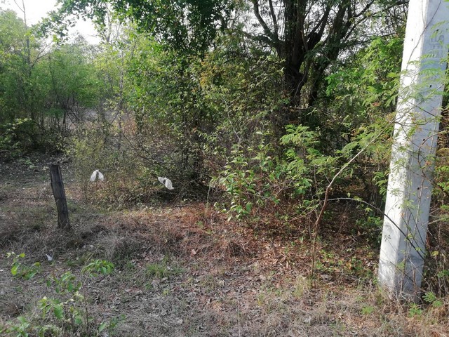 ทรัพย์ขายเช่าเอาใจลูกค้าต่อได้ ที่ติดทางหลวง1107 บ้านตาก จ.ตาก คมนาคมสะดวกมาก 36 ไร่เศษ อ.บ้านตาก  จ.ตาก  ติด ทล.1107 โทร 0837124115