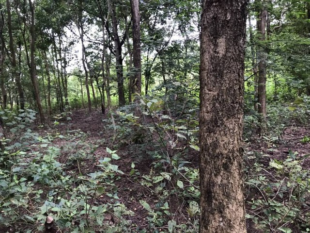 ขายที่ดินทำเกษตร ที่ดินนส.3 จำนวน 110 ไร่ อ.ท่าคันโท จ.กาฬสินธุ์