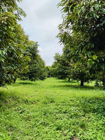 ขายสวนทุเรียนให้ผลผลิตแล้วไร่ละ 1.29 ล้านพร้อมบ้านสวย10ไร่เขตนาตาขวัญบ้านแลง