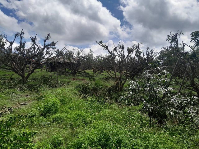 ขายบ้านพร้อมที่ดินและสวนลำไย ที่สวยมากเป็นเนินเขา ที่ราชพัสดุ อำเภอแม่แตง จังหวัดเชียงใหม่ เนื้อที่ 14 ไร่+4 ไร่