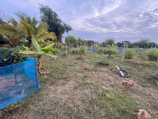 ขายบ้านพร้อมที่ดิน ขนาด 2 ไร่ 2 งาน 93 ตารางวา ต.นาวังหิน อ.พนัสนิคม จ.ชลบุรี