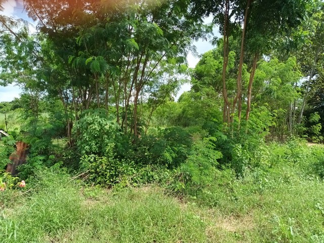 ขายด่วนที่ดินขนาด เนื้อที่ 8 ไร่ ตำบลเขาหินซ้อน อำเภอพนมสารคาม จังหวัดฉะเชิงเทรา