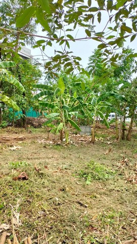 ขายที่ดิน 2 แปลง 121 ตร.ว สุขุมวิท 101/1 ในซอยวชิรธรรมสาธิต51 ที่ดินสวยเหมาะสร้างบ้าน ทาวน์เฮ้าส์ ทาวน์โฮม ฯลฯ