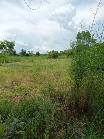 ขายด่วนที่ดินขนาด เนื้อที่ 8 ไร่ ตำบลเขาหินซ้อน อำเภอพนมสารคาม จังหวัดฉะเชิงเทรา