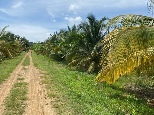 ขายที่ดิน สวนผลไม้ เนื้อที่รวม 79 ไร่ วิเชียรบุรี