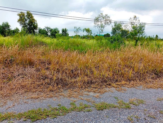 ขายที่ดินคลอง 12 หนองเสือ 2 ไร่ เข้าซอย 120 เมตร เป็นถนนสาธารณะ 8 ม. เหมาะปลูกบ้าน ทำเกษตร หรือซื้อเก็บไว้ในอนาคตได้