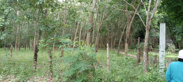 ขายที่ดินสวนยาง 35 ไร่  ต.เสียว อ.เบญจลักษ์ จ.ศรีสะเกษ  ZE672