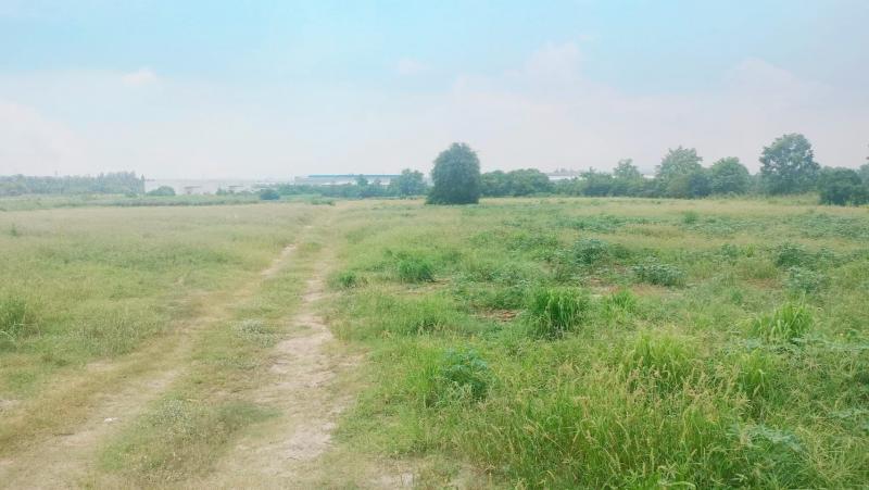 ขายที่ดินผังม่วงลายศรีราชาชลบุรี เนื้อที่ทั้งหมด​ ????50-0-15​  ไร่ ????ผังสีม่วงลาย