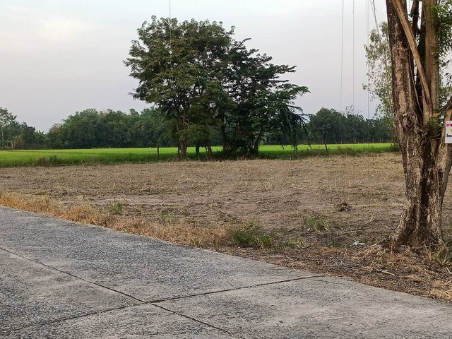 ที่ดินทำเลค้าขาย ติดถนนลาดยาง เพียงไร่ละ 1.5 ล้าน ใกล้ตัว อ.บ้านนา นครนายก