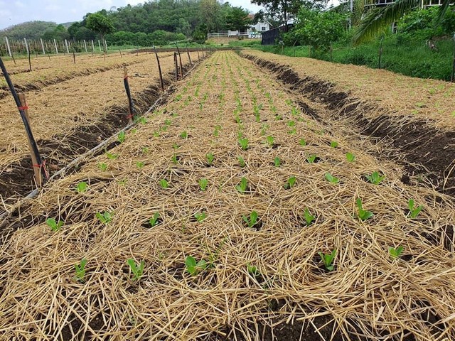 ขายที่ดินสวย  อ.มวกเหล็ก จ. สระบุรี 47 ไร่ บรรยากาศดี ใกล้ภูเขา
