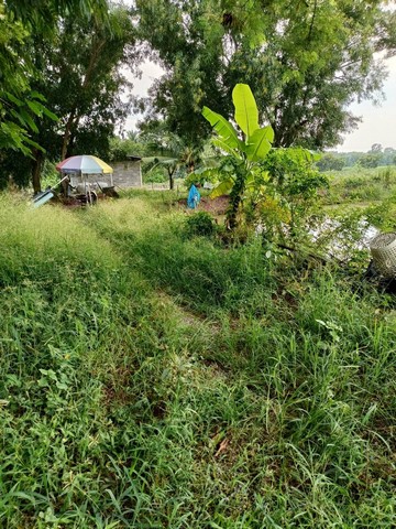 ขายที่ดินเปล่า คลอง 11  อ.หนองเสือ จ.ปทุมธานี เนื้อที่ 50 ไร่ ติดถนน  วิวรีสอร์ท วิวสวน