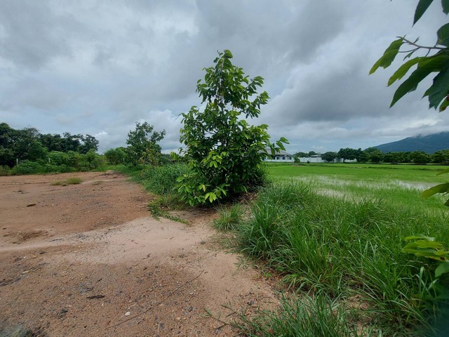 ที่ดินถมแล้วกลางดงในไร่ เพ เมืองระยอง ตารางวาละ 8500