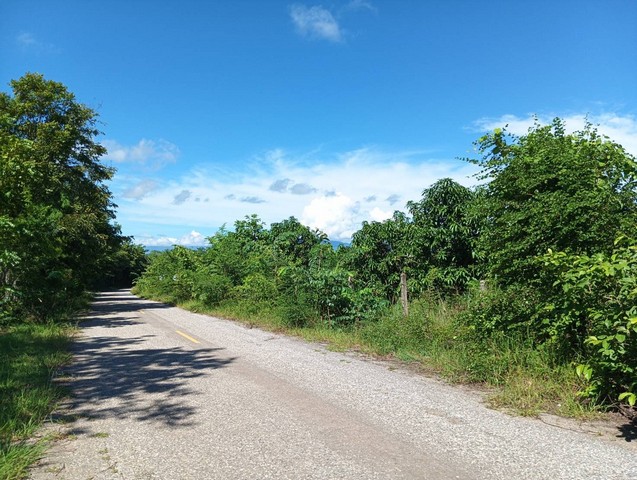 ขายที่ดินพร้อมสวนมะม่วงดูแลต่อได้เลย  7 ไร่กว่า น้ำไฟพร้อม หมู่บ้านปากทางม่วงโตน อำเภอบ้านโฮ่ง ลำพูน