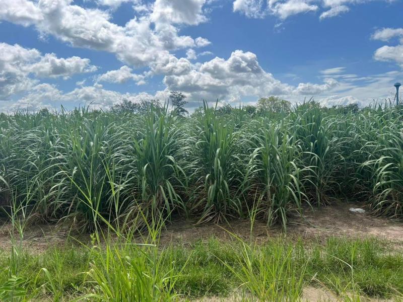 ขายที่ดินสีม่วงบ้านบึงหลังนิคมเจริญศิลป์ธานี ✅บนเนื่อที่​ 49​ ไร่ ????ผังม่วงลาย