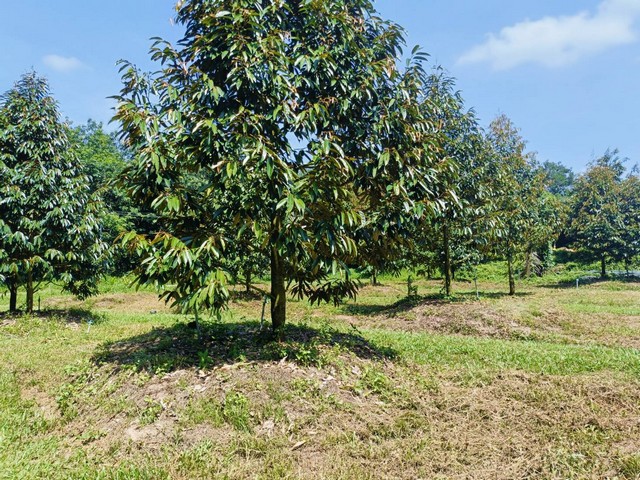 ขายสวนทุเรียน10ไร่ไร่ละ 880,000 ติดถนนลาดยาง เขตบ้านค่าย จ.ระยอง