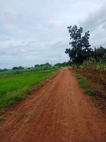 ที่นา 12 ไร่ ราคาถูก  บ้านร่องหอย อ.ศรีเทพ จ.เพชรบูรณ์   ZE760