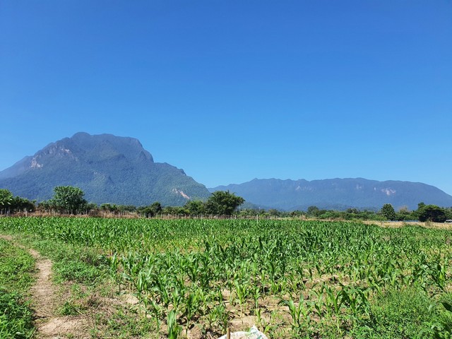 ขายด่วนๆ ที่ดินแปลงสวย อำเภอเชียงดาว เชียงใหม่ วิวดอยหลวง และ ดอยนาง เนื้อที่รวม 4 ไร่