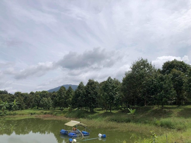 LVPU52880 ขาย สวนทุเรียน จ.จันทบุรี ทุเรียนมีทั้งหมด 900 ต้น อายุ 3-10 ปี พิกัด ตะเคียนทองซอย 7 อยู่ใกล้น้ำตกคลองไพบูลย์