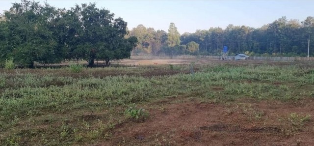 ขายที่ดิน 14 ไร่ ที่สวน ไร่กัลยารัตน์ ตำบลไหล่น่าน อำเภอเวียงสา จังหวัดน่าน