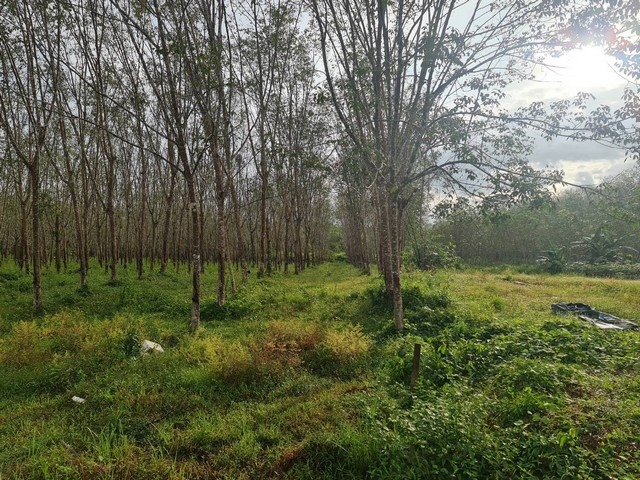 สวนยาง 22.5 ไร่ หน้ากว้างติดถนน 200 เมตร เหมาะแก่การพัฒนา สตูล  ที่ตั้ง : ติดถนนใหญ่ละงู - สตูล เพียง 300เมตร เข้าถนนซอย ปากทางใหม่ - ผัง 36 ต.ละงู อ.ละงู จ.สตูล tps://maps.app.goo.gl/Y8Pe7wYdnK4kCD4e8 ขนาดพื้นที่ :  22.5 ไร่รายละเอียด สวนยาง 22.5 ไร่ หน้ากว้างติดถนน 200 เมตร เหมาะแก่การพัฒนา  สถานที่ใกล้เคียง-บจก.สตูลกรีนพาราวู้ด-บจก.ลาภทวีปาล์ม-บจก.สตูลอุตสาหกรรมน้ำมันปาล์ม-ปั๊มน้ำมันบางจาก-วัดห้วยไทร ราค