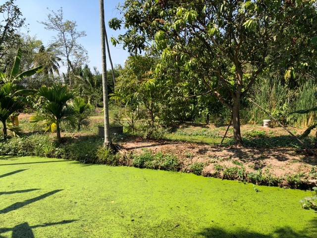 ที่ดิน บางกะเจ้า 112 ตร.ว  อ.พระประแดง จ.สมุทรปราการ เหมาะทำสวนเกษตร ปลูกบ้าน รีสอร์ท , สมุทรปราการ