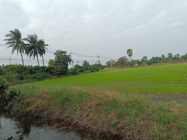 ขายที่ดิน บางเลน จ.นครปฐม  59 ไร่ ใกล้ อริยะแลนด์ ห่างจากสนามบินใหม่ นครปฐม ประมาณ 9 กม. ติดต่อ 080-771-5551