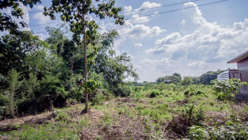 โซนสันกำแพง ขายที่ดินเปล่า 1.85 ล้าน 200 ตรว. หน้ากว้างติดถนนเกือบ 30 เมตร ห่างถนนซุปเปอร์ไฮเวย์ 600 เมตร