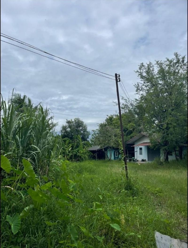 โซนหางดง ขายที่ดินตรว.ละ 15,000 บาท เนื้อที่ 9 ไร่กว่า (รวม 2 โฉนด) สันผักหวาน บรรยากาศดี ร่มรื่น เหมาะสำหรับสร้างบ้านอาศัย/ขาย