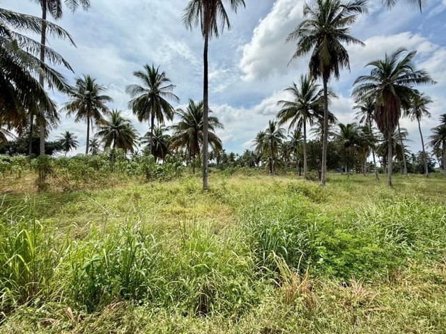 ให้เช่าที่ดินเปล่า ใกล้ท่าเรือแหลมฉบัง พื้นที่สีเหลือง บึง ศรีราชา TP-L0645