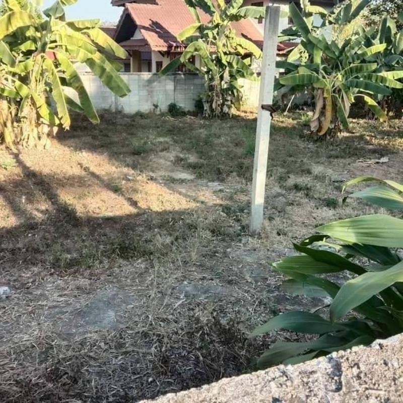 โซนแม่ริม ขายที่ดิน 2.2 ล้าน เนื้อที่ 103 ตรว. ริมใต้ ใกล้โรงเรียนแม่ริมวิทยาคม