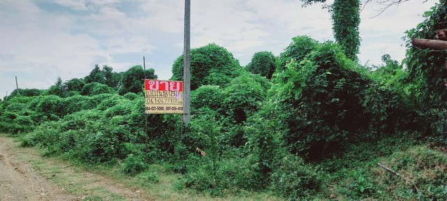 ขายที่ดิน18-1-23 ไร่   ติดเขากะลา พยุหะคีรี  นครสวรรค์  ZK354