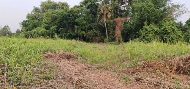 หาทรัพย์ดีดีท้าลมหนาว  ติดแม่น้ำน่าน ชุมแสง  จ.นครสวรรค์ 300000 บาท.วิวแม่น้ำเกษตรดีงามสวยสมบูรณ์