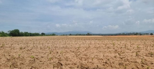 TEL : 092-288 9359 คุณดนิตาLine : https://line.me/ti/p/yxo92dHWP1ขายที่ดินแลงสวย เขตเขาคันทรง ศรีราชา ชลบุรี เขต.EEC รายละเอียด : เนื้อที่ดินขนาด 57-2-17 ไร่ (23,017 ตรว.)ที่สวยรูปสี่เหลี่ยมไม่ต้องถม​    น้ำไฟพร้อมมีลำลางสาธาระณะที่ดินติดถนนหน้ากว้างถึง 150 ม. ลึก 630 ม.ถนนกว้าง 8 เมตรห่างถนน 331 เพียง 6 กิโลราคาขายไร่ละ 3.5 ลบ. ราคาตารางวาละ 8,750 บาท ราคาขายยกแปลง 201,398,750 ลบ.สถานที่ใกล้เคียง : - โรบินสันบ่อวิน 5 กิโล- โรงพยาบาล