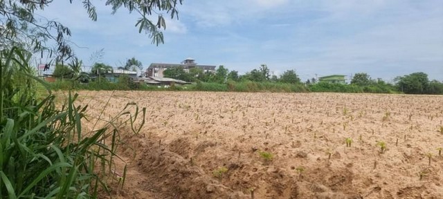 ขายที่ดินศรีราขา โซนเขาคันทรง แปลงสวย เขตEEC ชลบุรี FP-L0534