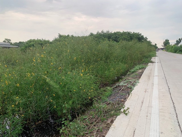 ขายที่ดินสวย 1 ไร่  ราคาถูก ถนนเลียบคลองสอง ซ.กลั่นกรอง2  คลองสอง ปทุมธานี    ZN662