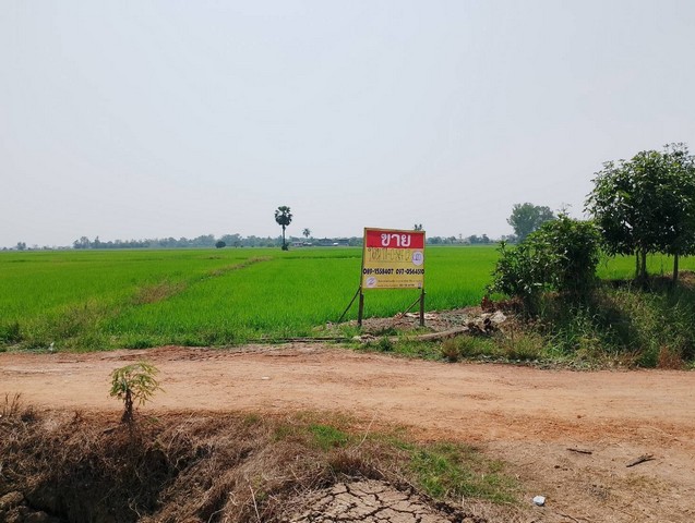 ที่ดินเปล่าสวย 11-0-84 ไร่ ท่ามะเฟือง  พิชัย  จ.อุตรดิตถ์  ZN590