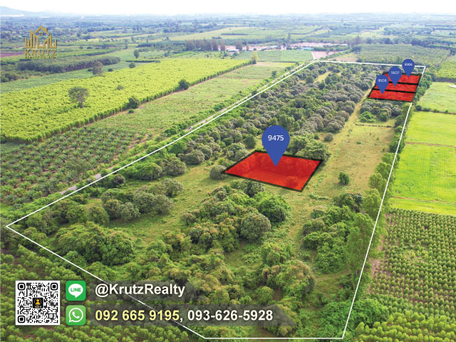 ขายด่วน ที่ดินสวนมะม่วง 1 ไร่ 213 ตรว ราคาถูก ราคาน่าลงทุน ต.วังเย็น อ.แปลงยาว จ.ฉะเชิงเทรา